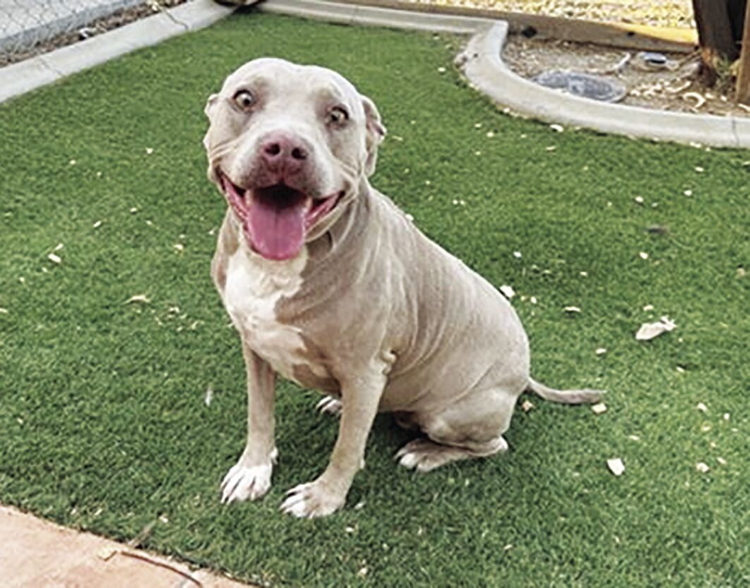 Lancaster shelter pets — Willow